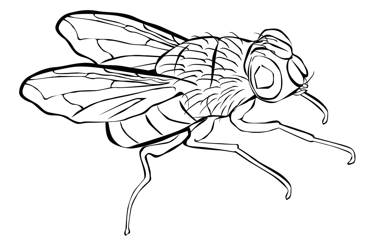 Муха картинка для детей раскраска