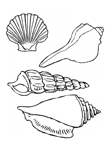 Раскраска Ракушка